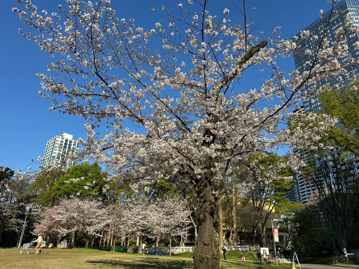 新宿中央公園としながわ花街道夜早朝