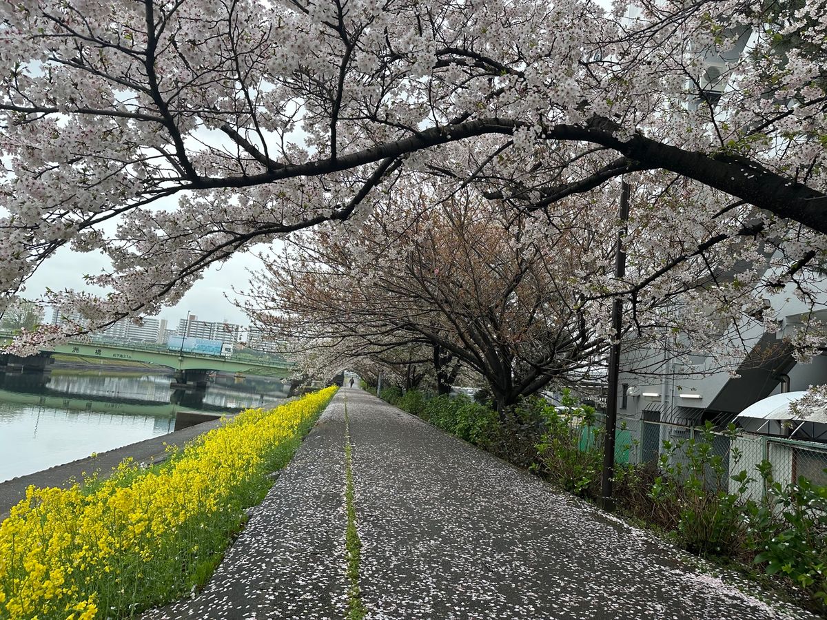 新宿中央公園としながわ花街道夜早朝