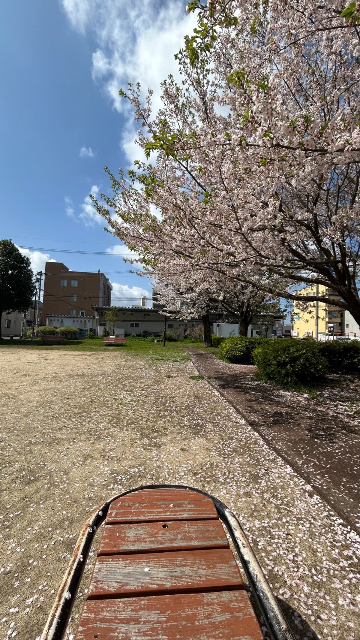 川沿いに桜絨毯。
熊本市現代美術館に行った時に、下で高校の吹奏楽のコンサー...