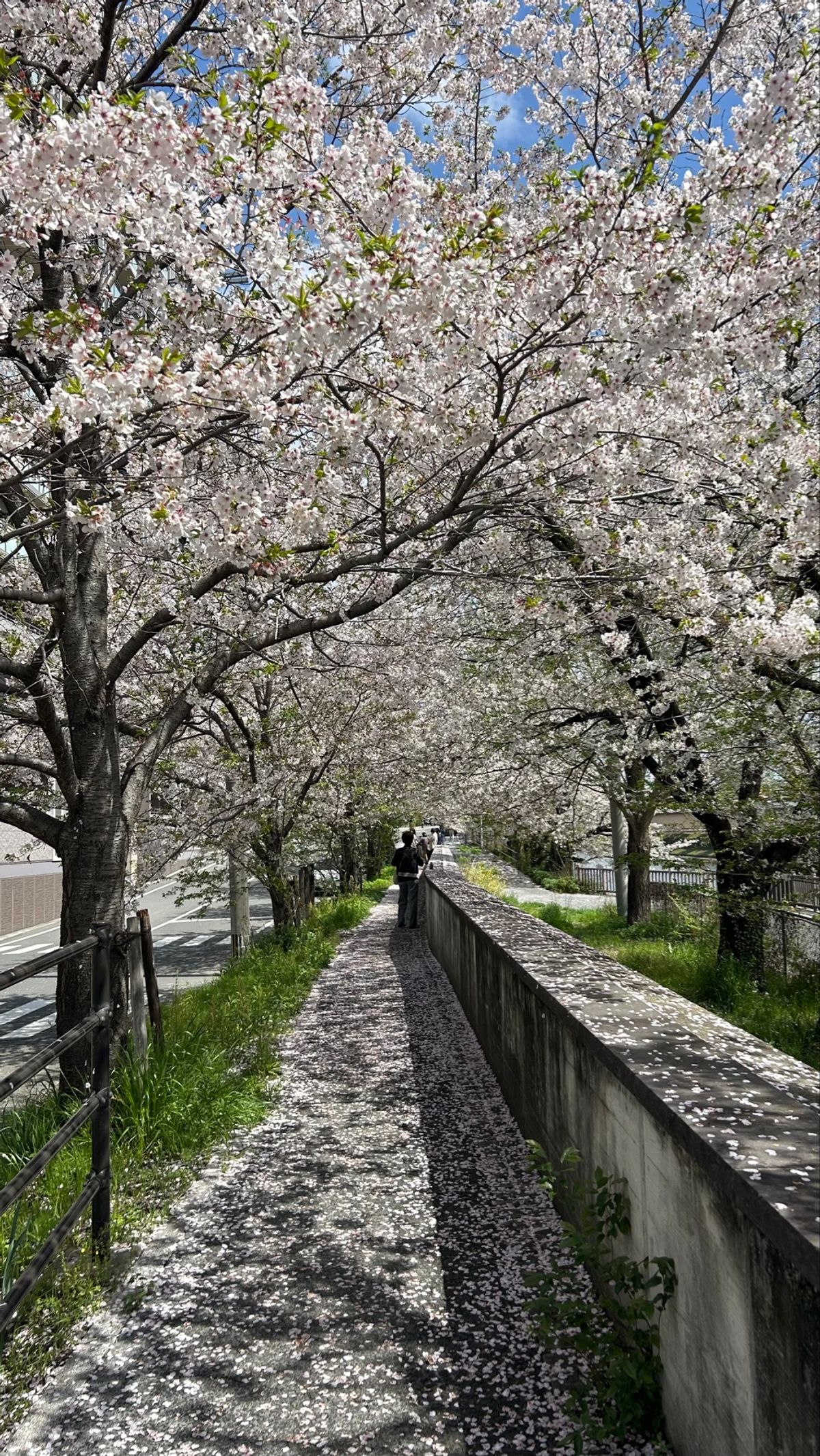 川沿いに桜絨毯。
熊本市現代美術館に行った時に、下で高校の吹奏楽のコンサー...