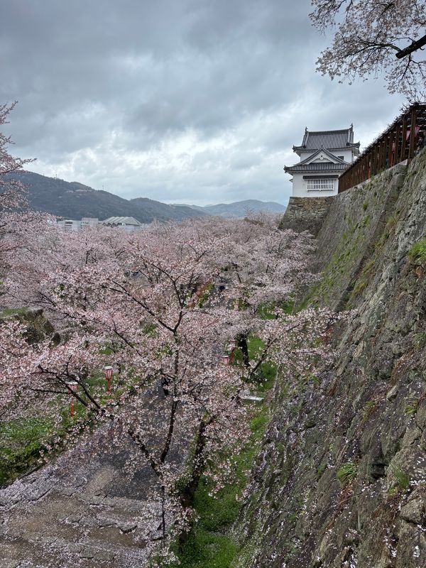 日本・岡山県「津山城花見」の写真：ホルモンうどんはお預け