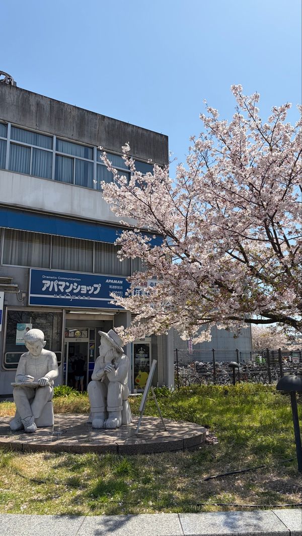 日本・広島県「日帰り尾道お散歩旅」の写真：お気に入り桜たち
海辺でマルシェみたいな...