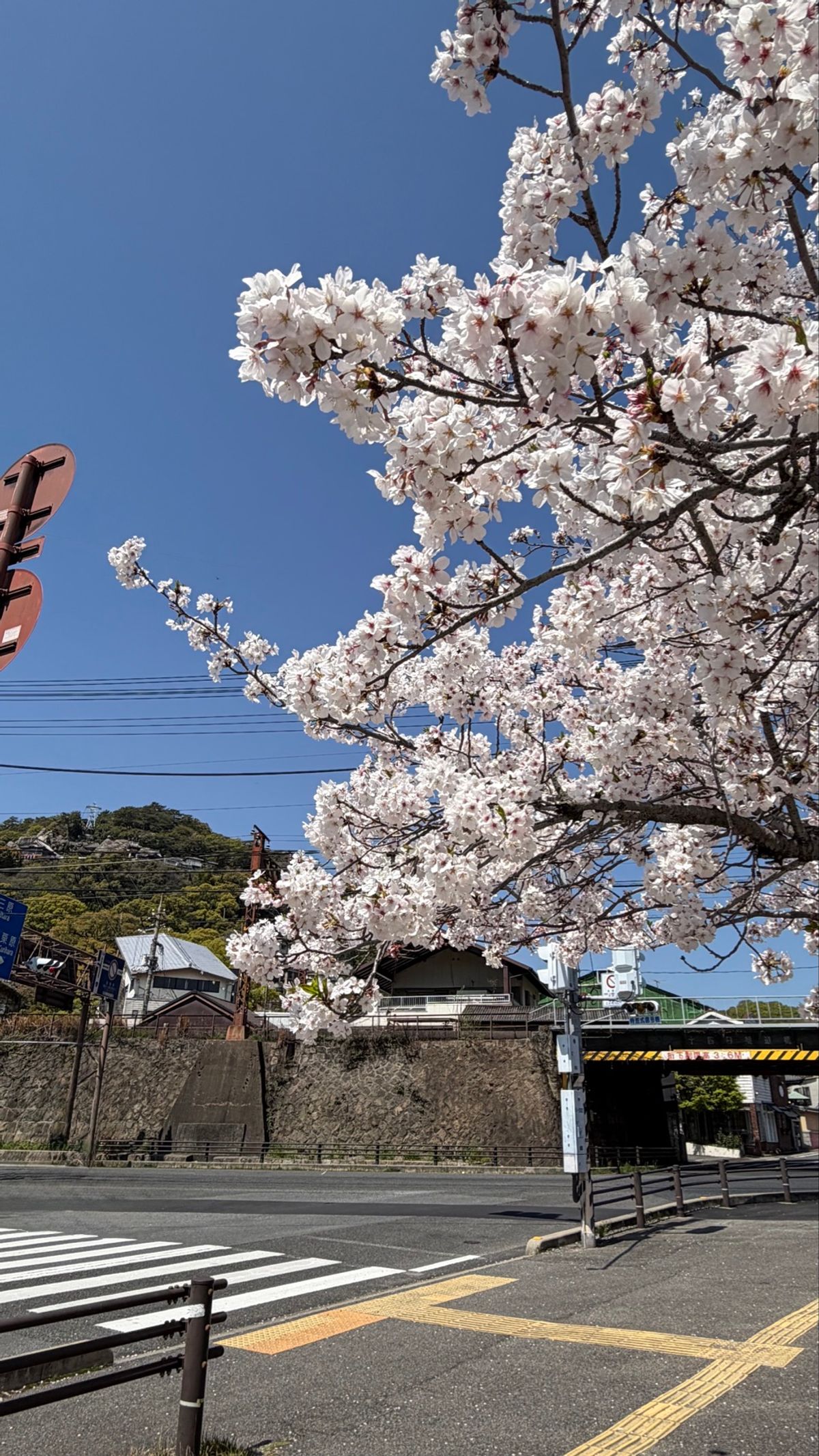 お気に入り桜たち
海辺でマルシェみたいなのやってたから人がすごく多かった〜！
