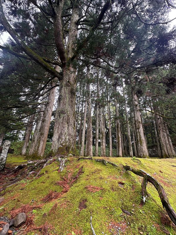 日本・宮崎県「宮崎　2026.04」の写真