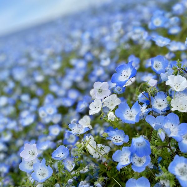 日本・茨城県「茨城県旅行✈️」の写真