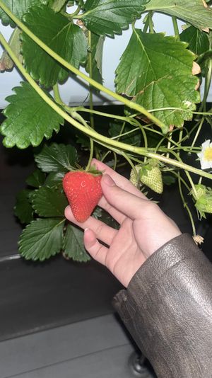 春を摘みました🍓