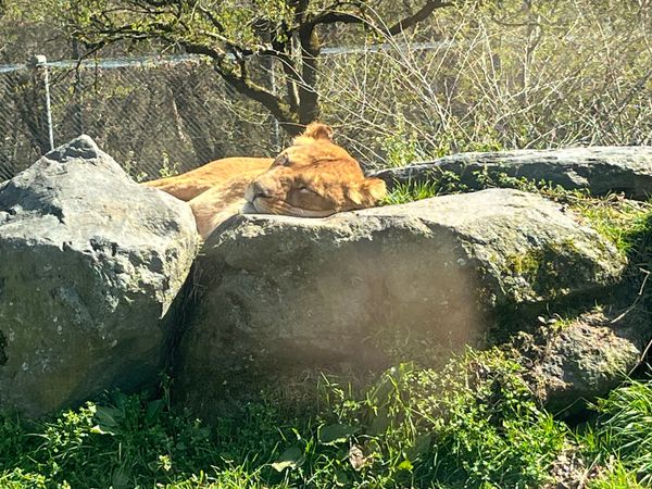 日本・熱海「熱海」の写真：暖かくて動物たちの様子からもやはり春を感...