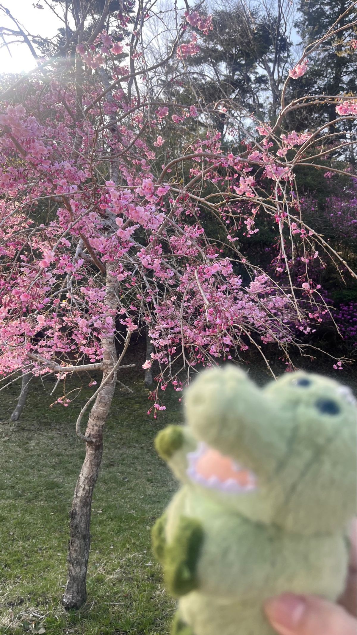 暖かくて動物たちの様子からもやはり春を感じます。
発情期のようです。