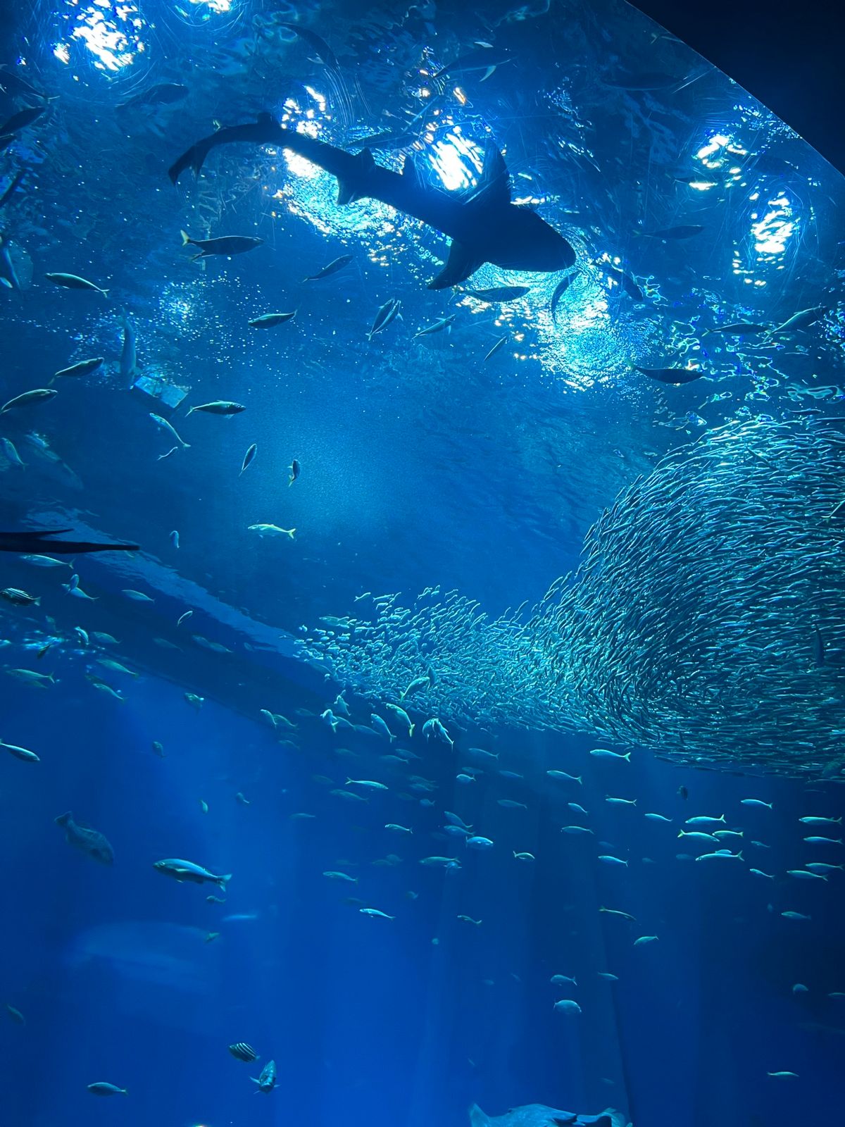 水族館が好きです