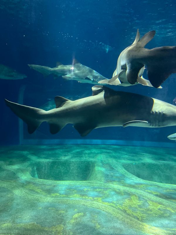 日本・茨城県「那珂湊」の写真：水族館が好きです
