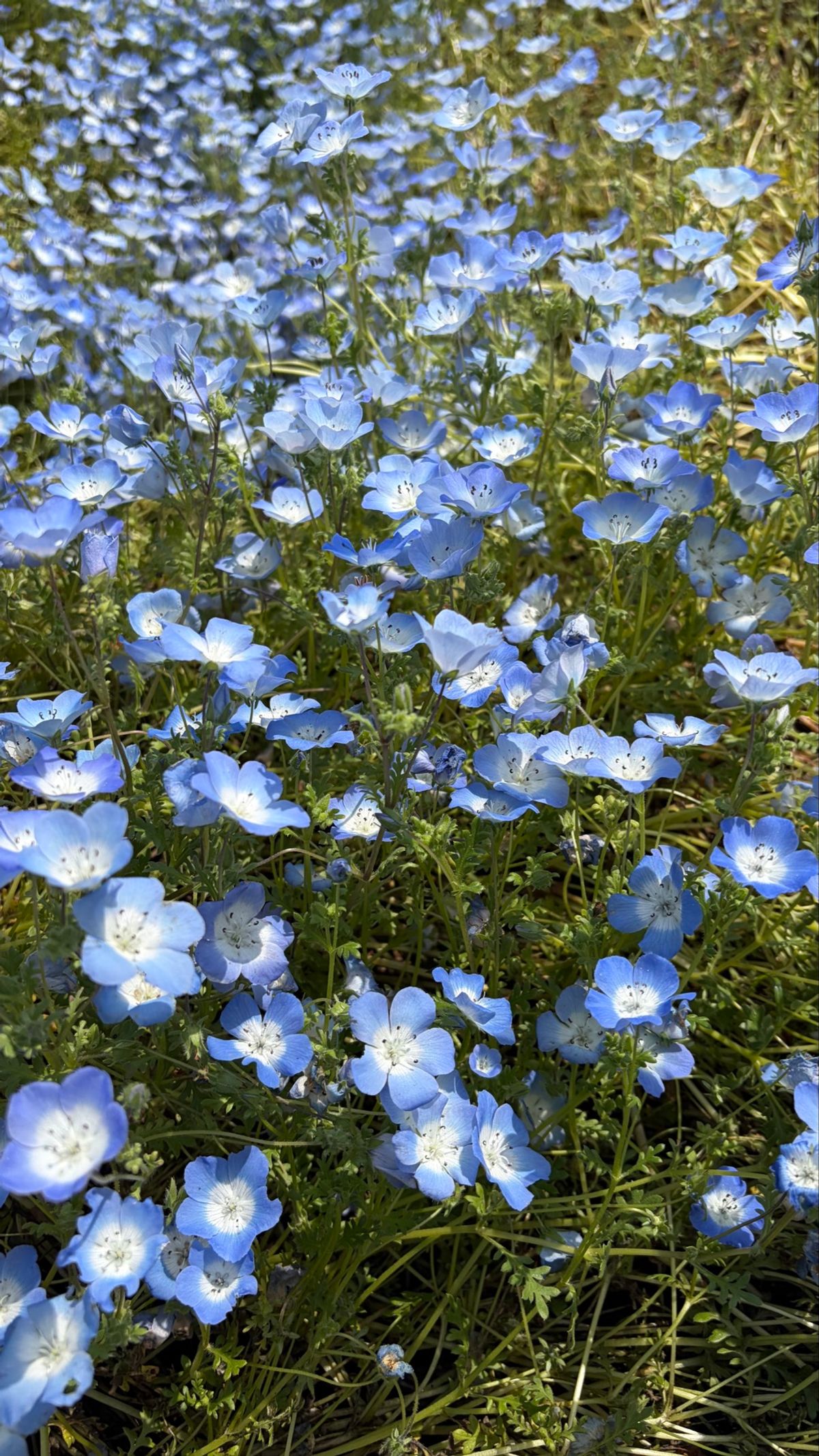 ネモフィラ見に行くからということで、水色をチョイスしたお洋服で🎀
ブラウス...