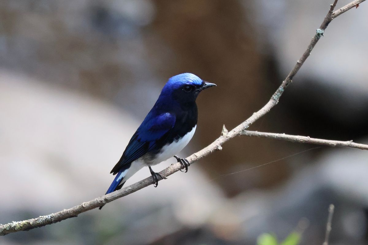 幸せの青い鳥、オオルリ。姿が美しいのでバーダーに人気の野鳥です。