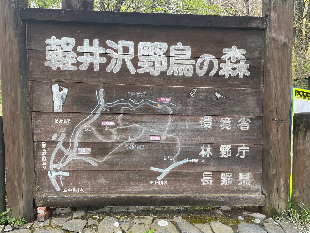 軽井沢野鳥の森でバードウォッチング。