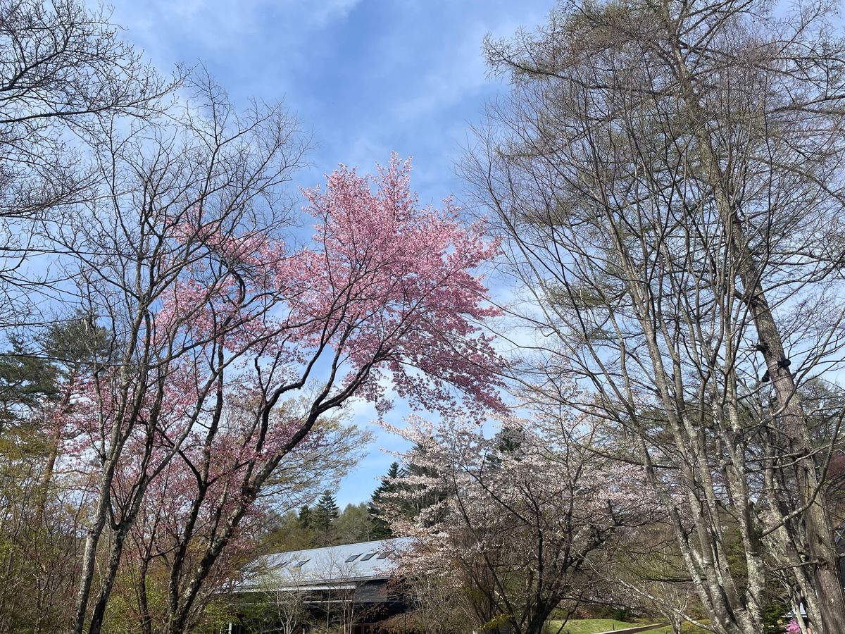 まだ桜も咲いてました。