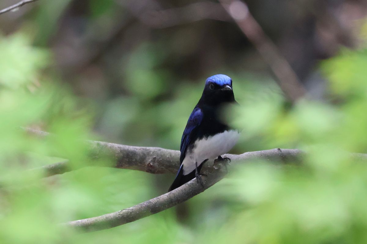 幸せの青い鳥、オオルリ。姿が美しいのでバーダーに人気の野鳥です。