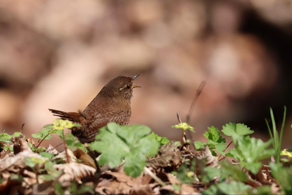 ミソサザイ。小さな身体の割には鳴き声は大きい。一生懸命に囀ってました。