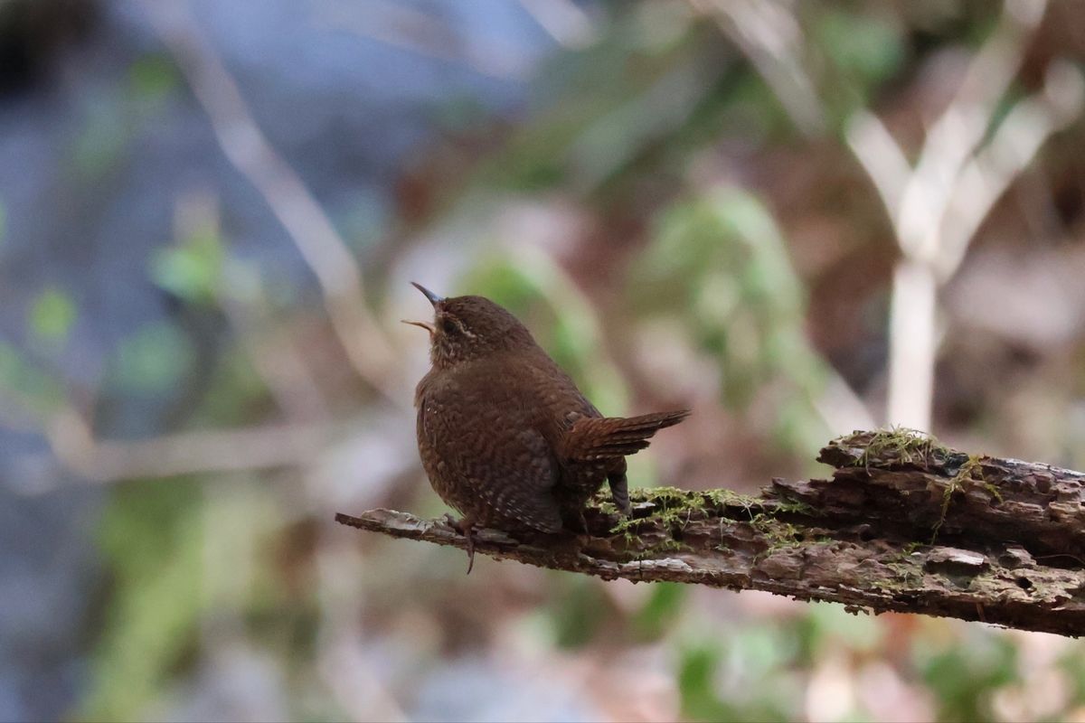 ミソサザイ。小さな身体の割には鳴き声は大きい。一生懸命に囀ってました。