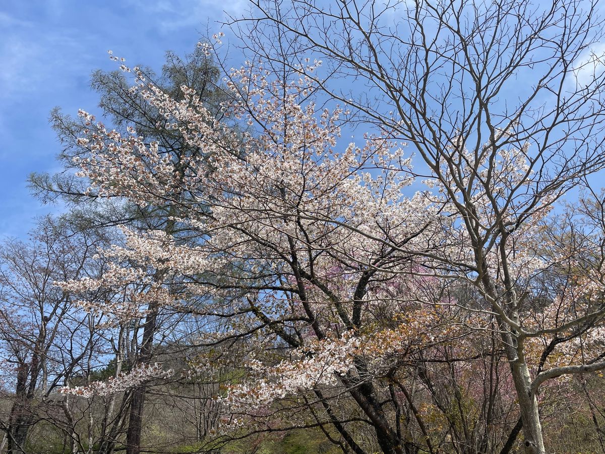 まだ桜も咲いてました。