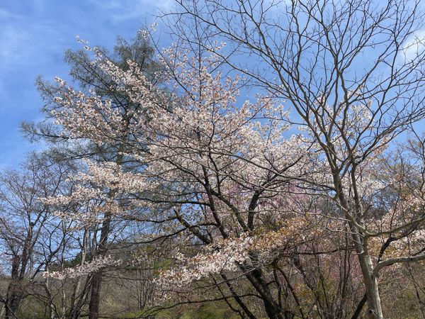 日本・軽井沢「軽井沢でバードウォッチング」の写真：まだ桜も咲いてました。