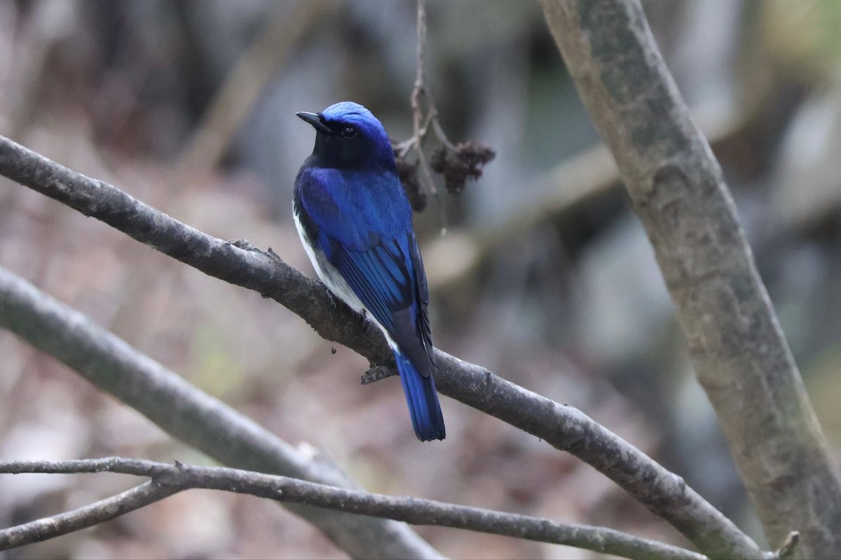 幸せの青い鳥、オオルリ。姿が美しいのでバーダーに人気の野鳥です。