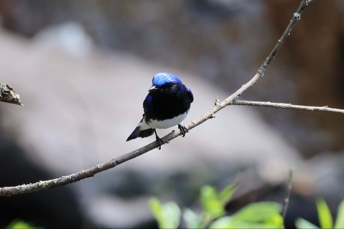 幸せの青い鳥、オオルリ。姿が美しいのでバーダーに人気の野鳥です。