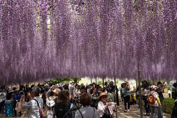 日本・栃木県「あしかがフラワーパーク」の写真