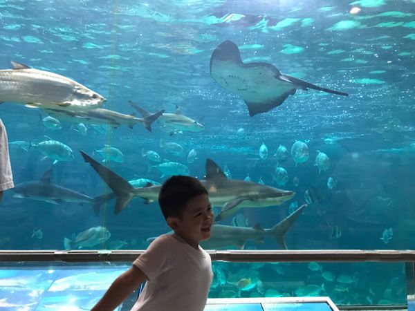 日本・兵庫県神戸市「須磨水族館」の写真