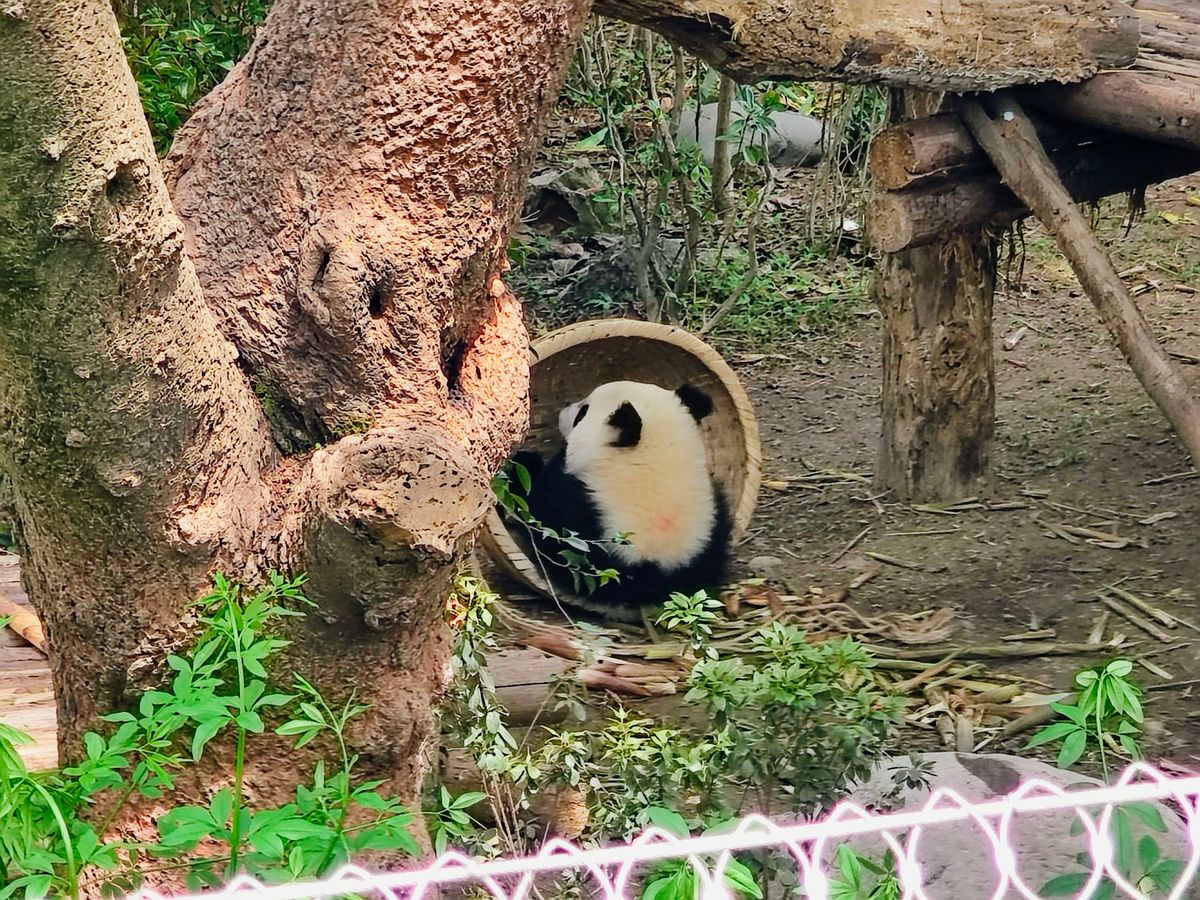 成都ジャイアントパンダ繁殖研究基地