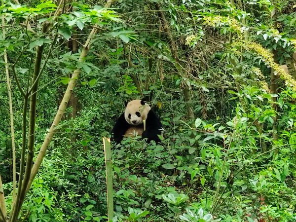 中国・成都「成都敦煌」の写真：成都ジャイアントパンダ繁殖研究基地
