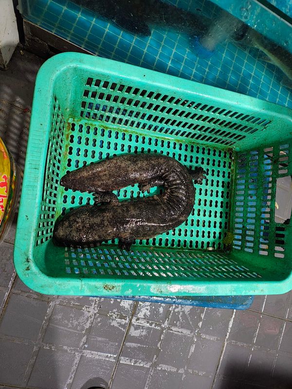 中国・張家界「張家界」の写真：オオサンショウウオ(養殖)