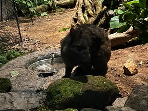 22日
当日欠航もありやっと辿り着けた奄美大島
二日酔いを島