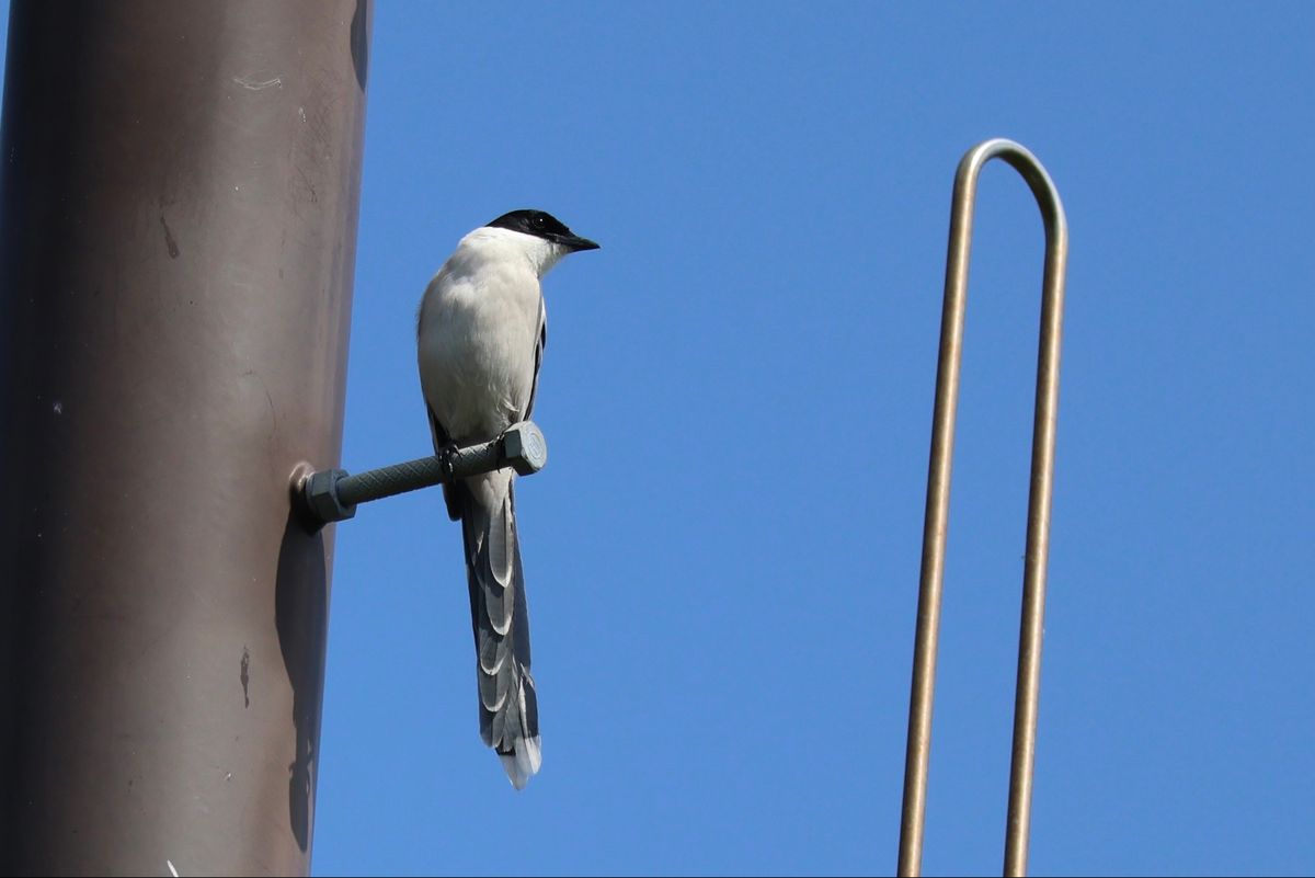 残念ながら、思ったほど鳥を見ることができなかったけど、夏羽のカンムリカイツ...