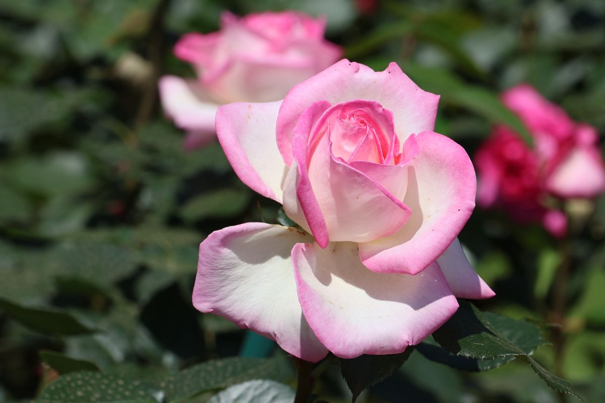 100種類もの薔薇が咲いていましたが、どれも皆綺麗でした。