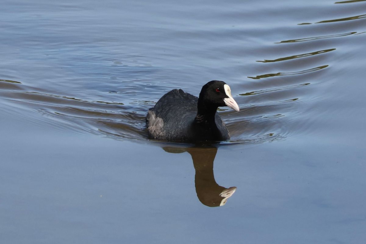 残念ながら、思ったほど鳥を見ることができなかったけど、夏羽のカンムリカイツ...