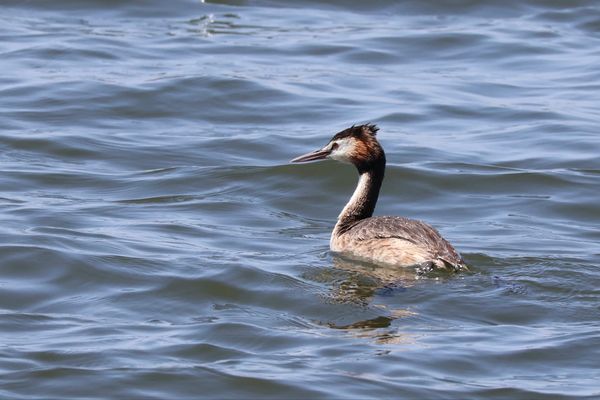 日本・東京都「都内プチ散策」の写真：残念ながら、思ったほど鳥を見ることができ...