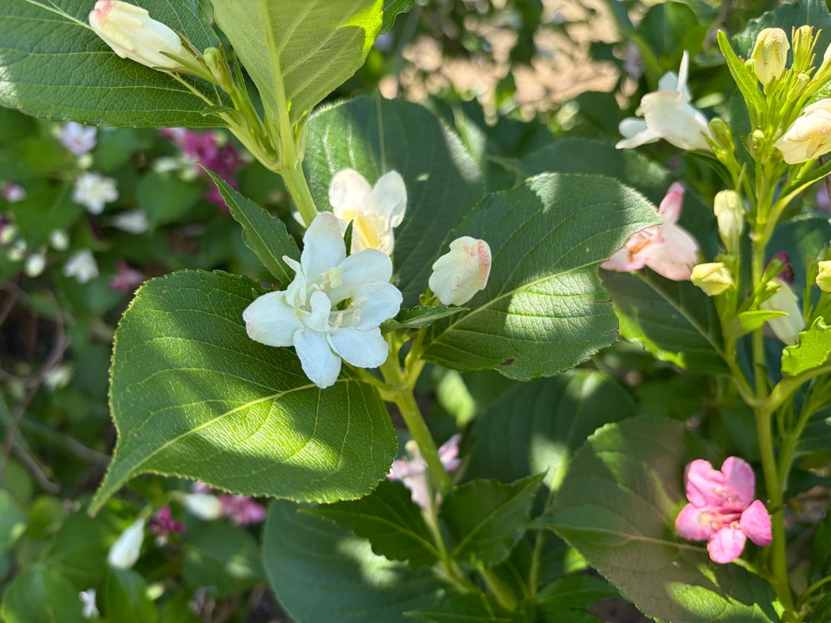 あちこちで花も咲いてました