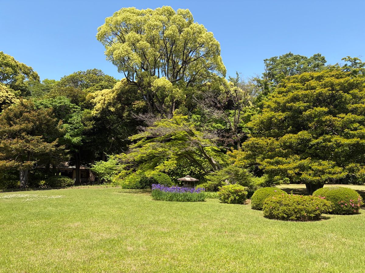 午後は六義園へ。枝垂れ桜で有名ですが、庭園も美しいと思います。
