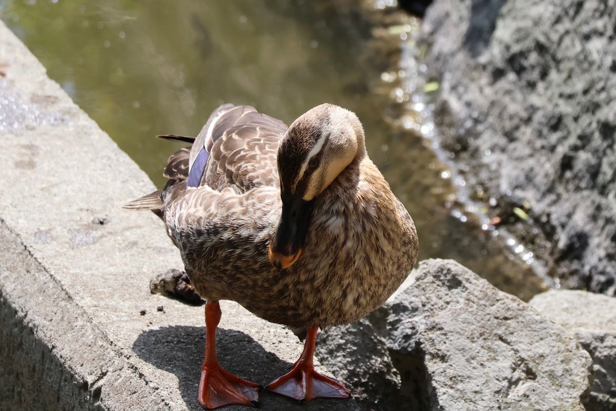 残念ながら、思ったほど鳥を見ることができなかったけど、夏羽のカンムリカイツ...