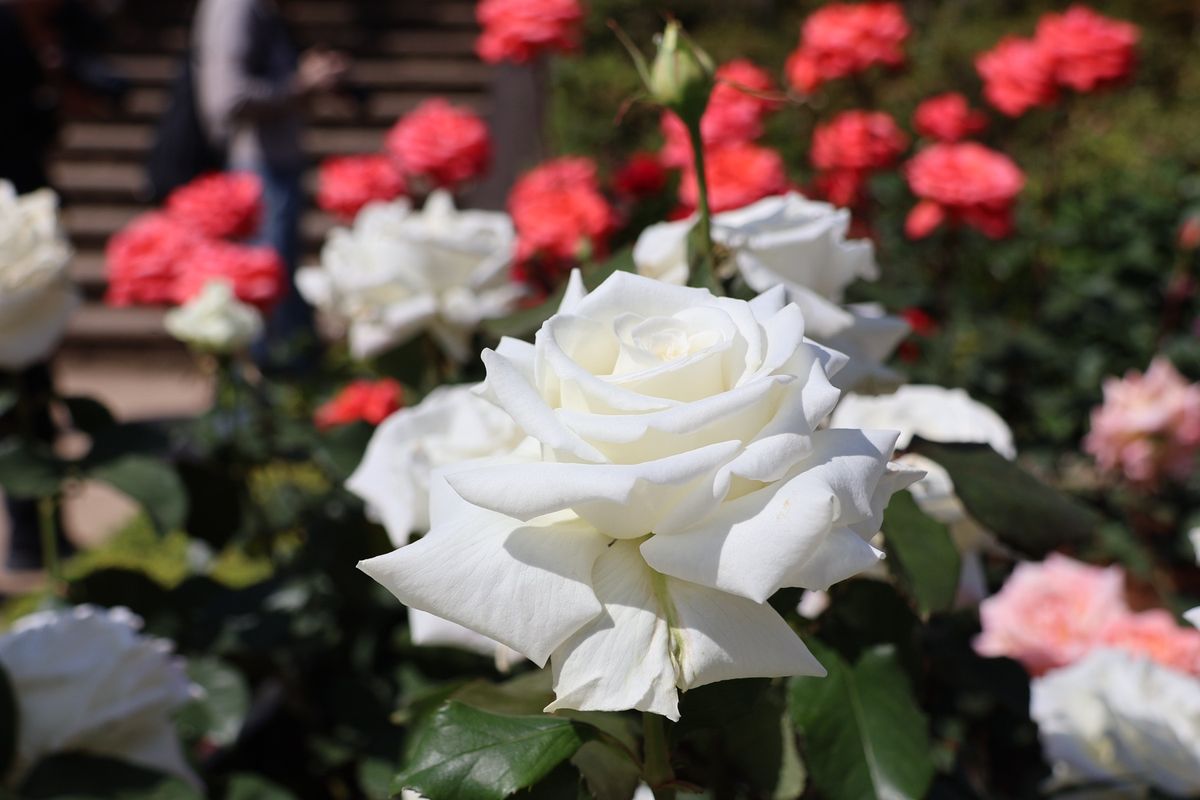 100種類もの薔薇が咲いていましたが、どれも皆綺麗でした。