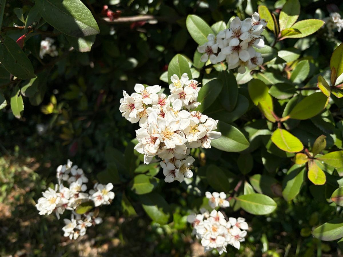 あちこちで花も咲いてました