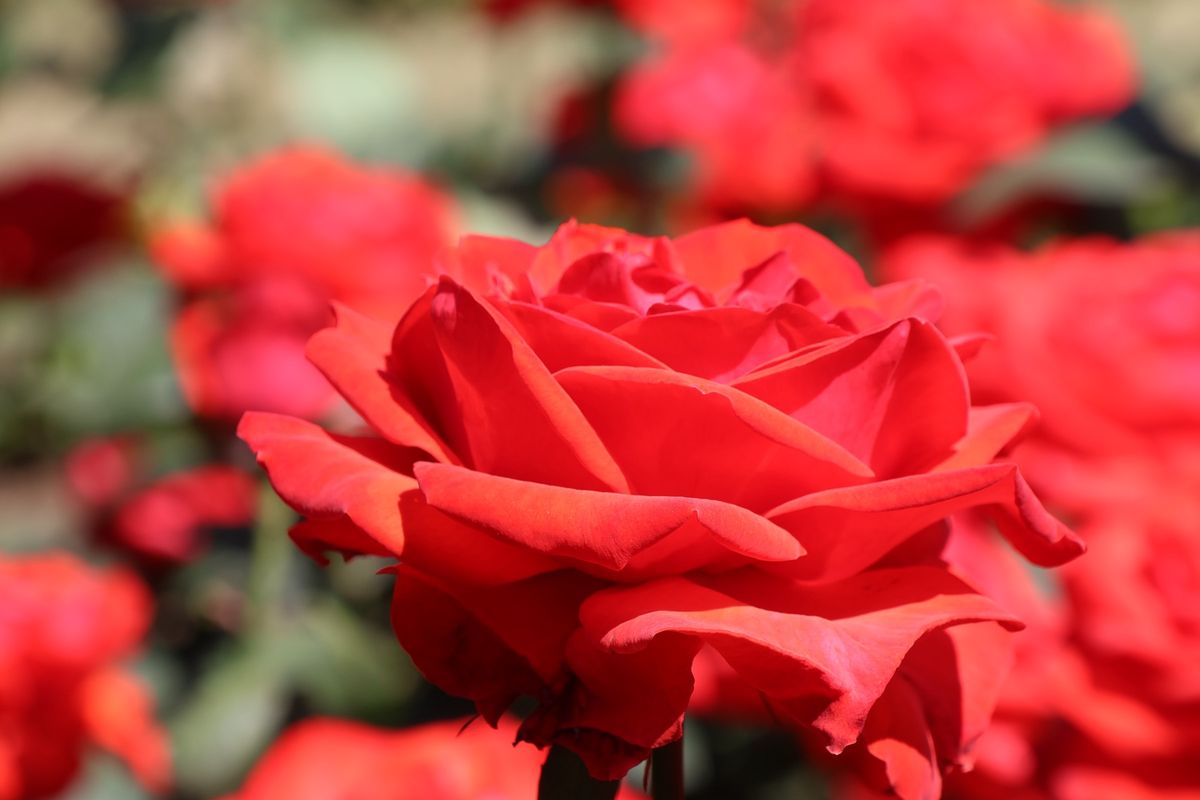 100種類もの薔薇が咲いていましたが、どれも皆綺麗でした。