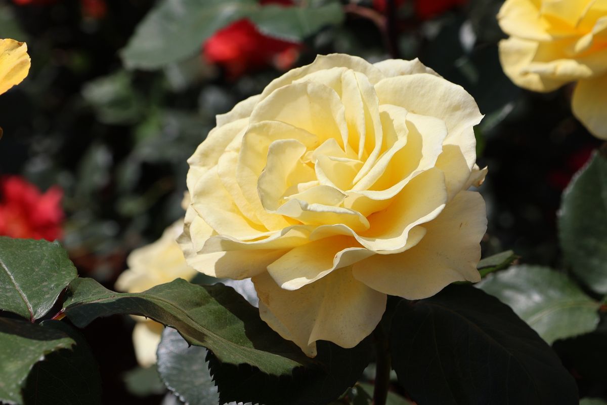 100種類もの薔薇が咲いていましたが、どれも皆綺麗でした。