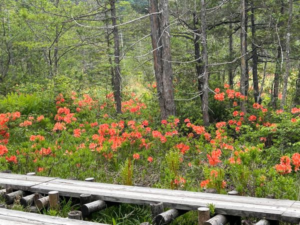 日本・長野県「長野・岐阜の旅」の写真：上高地２