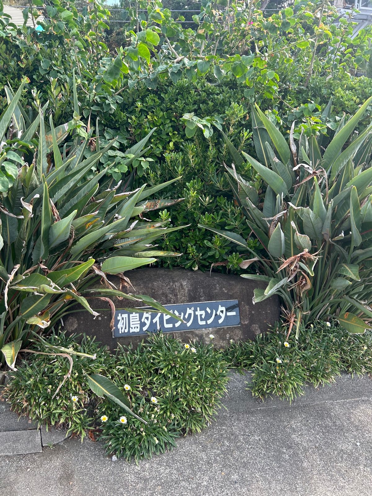 ダイビング🤿