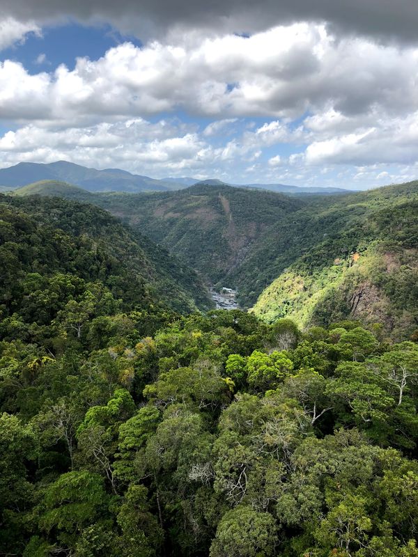 オーストラリア連邦・ケアンズ  キュランダ「ケアンズの旅🇦🇺」の写真：キュランダ②太古の熱帯雨林のスケールは圧...
