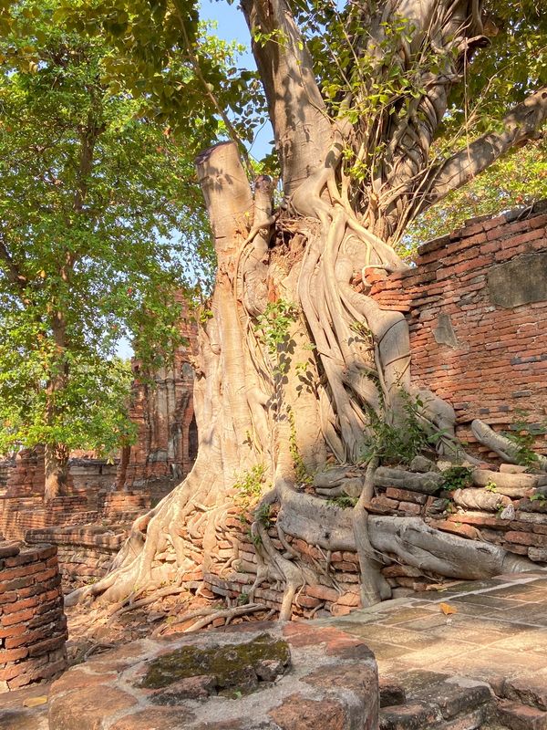 タイ・バンコク「じゅんぺーと男2人旅」の写真：有名なアユタヤ遺跡！