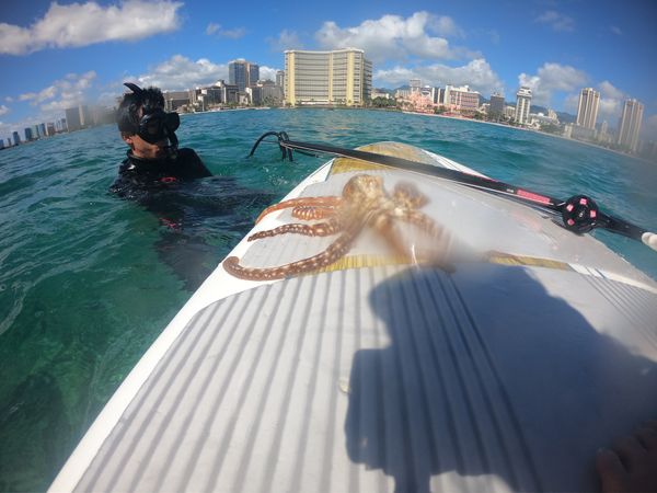 アメリカ(米国)・ハワイ「ハワイ🏄‍♀️summer vacation」の写真：octopus🐙！
サップでワイキキの沖...