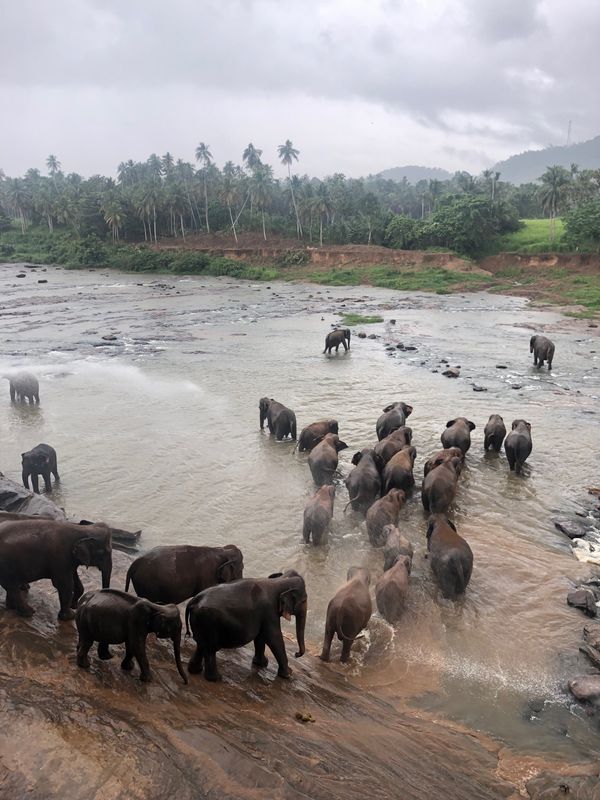 スリランカ・Kandy「Sri Lanka」の写真：ぞうさん