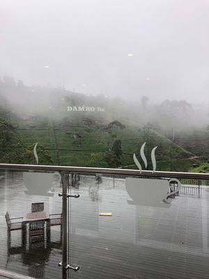 紅茶の仕入れ