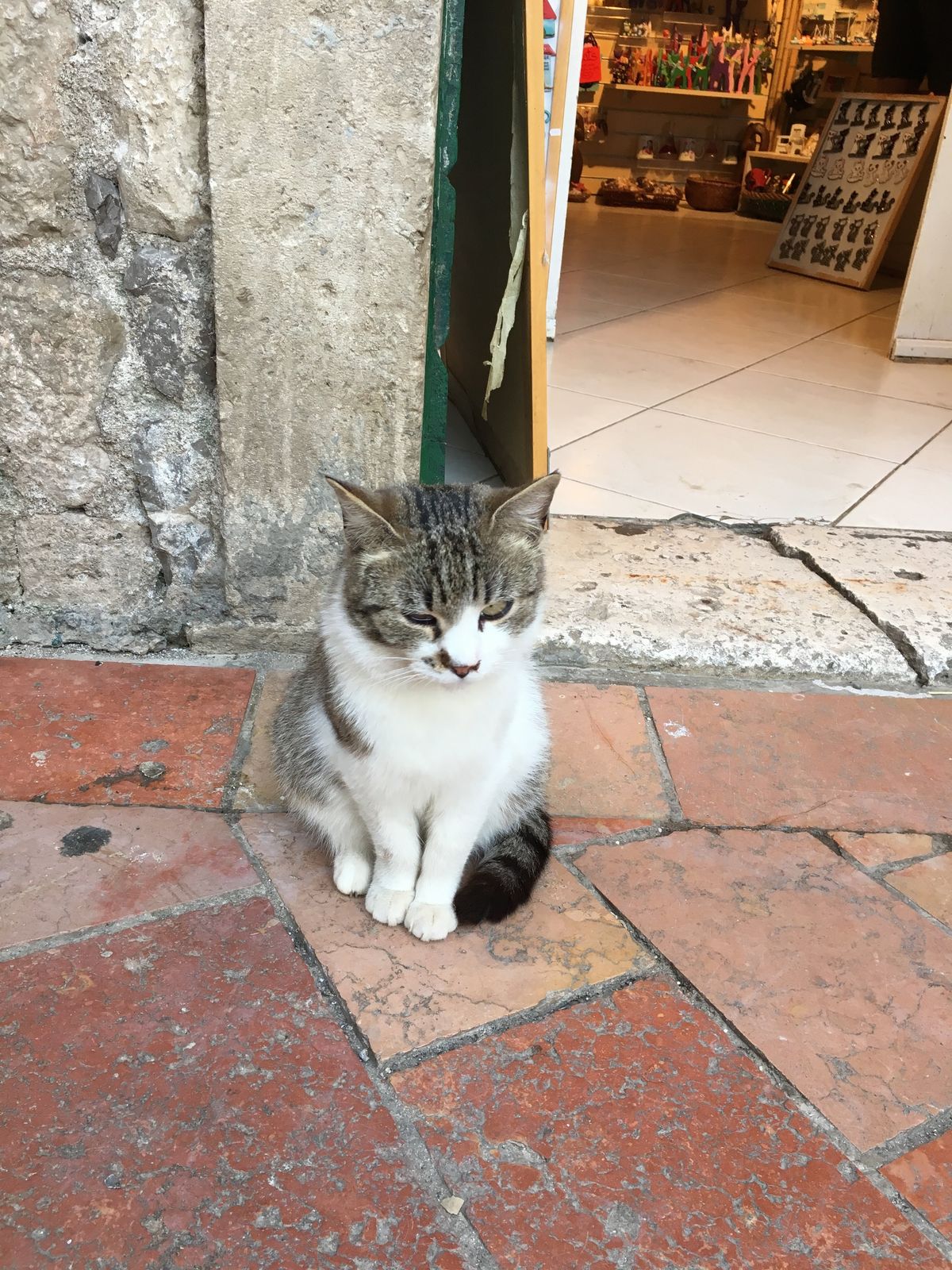 Kotorは別名「猫の街」